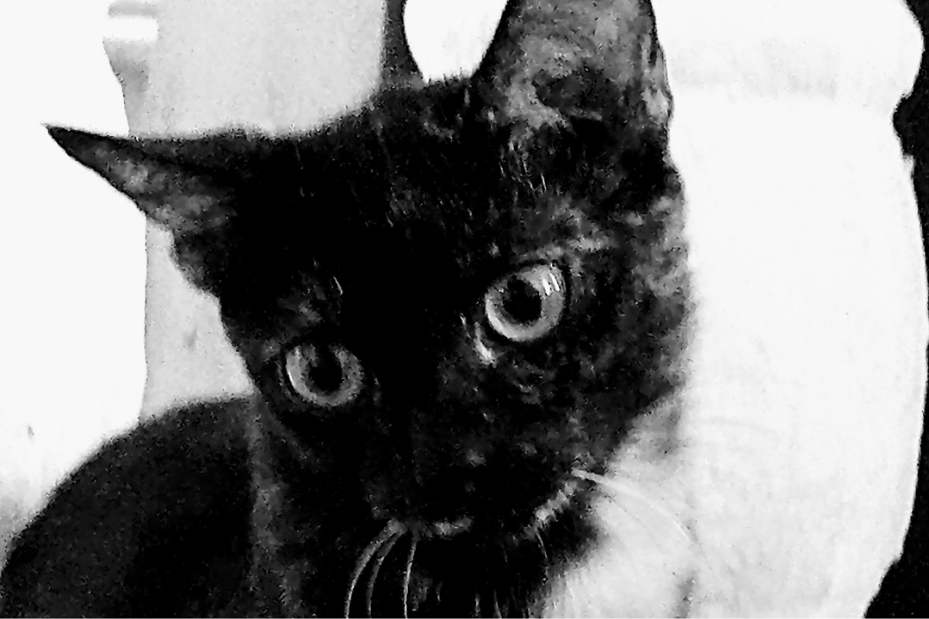 Abby cat