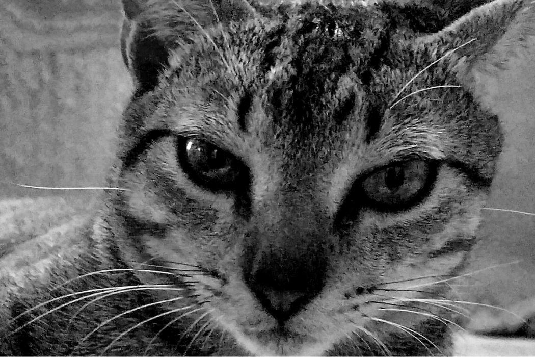 big cat face