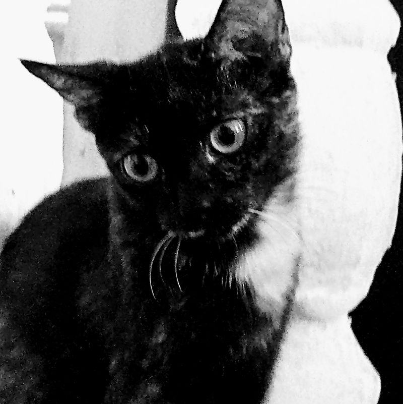 Abby cat