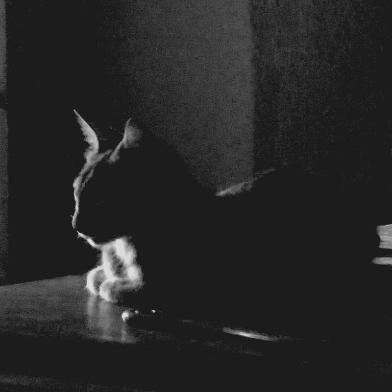 a shadow cat
