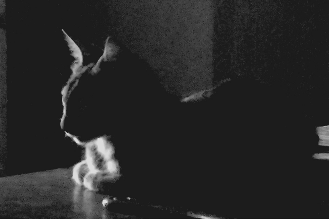 A shadow cat