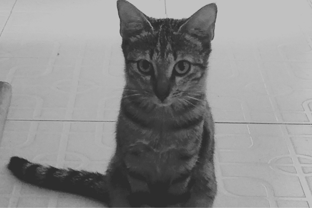 Cat posing for a picture